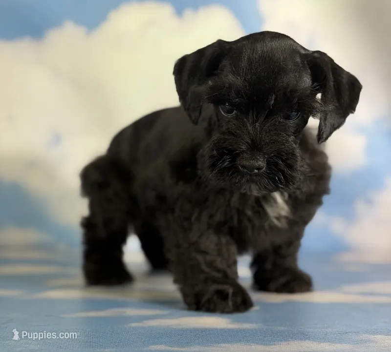 Panther – Schnoodle puppy for sale in Canton, OH