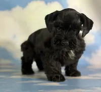 Panther, a male Schnoodle for sale in Canton, OH – 1 of 9