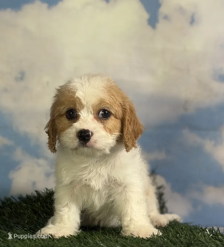 Nutmeg – Cavapoo puppy for sale in Canton, OH