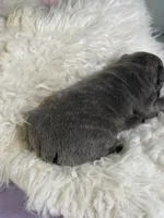 Julian-DNA clear , a male Frenchton for sale in Canton, OH – 4 of 5