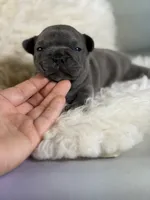 Julian-DNA clear , a male Frenchton for sale in Canton, OH – 3 of 5
