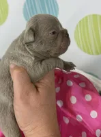 Cleo -Isabella- 88/12 imported line dna ofa , a female Frenchton for sale in Canton, OH – 3 of 6