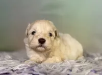 Parker, a male Schnoodle for sale in Canton, OH – 4 of 5