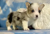 ACA Duncan natural bobtail Bluie and fully carrier triple clear, a male Pembroke Welsh Corgi for sale in Canton, OH – 5 of 8