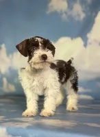 Penny, a female Schnoodle for sale in Canton, OH – 5 of 5