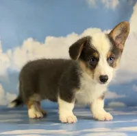ACA Duke Bluie with full tail and fluffy carrier triple clear , a male Pembroke Welsh Corgi for sale in Canton, OH – 7 of 9