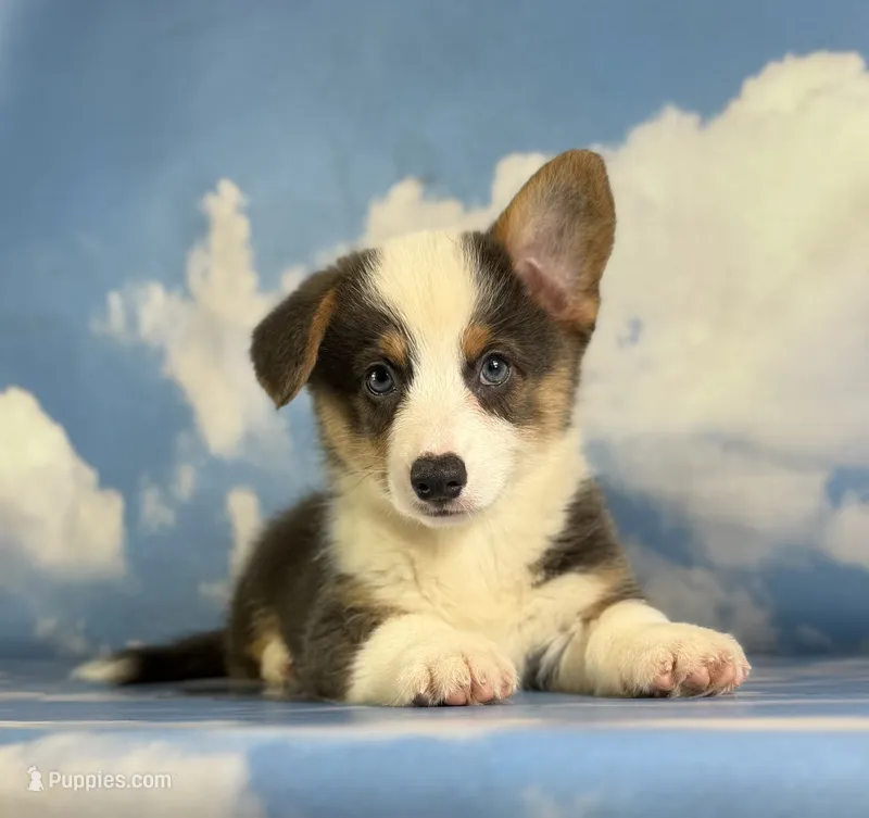 ACA Duke Bluie with full tail and fluffy carrier triple clear  – Pembroke Welsh Corgi puppy for sale in Canton, OH