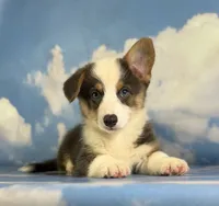 ACA Duke Bluie with full tail and fluffy carrier triple clear , a male Pembroke Welsh Corgi for sale in Canton, OH – 1 of 9