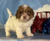 Coco , a male Shihpoo for sale in Canton, OH – 1 of 5