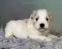 Pongo, a male Schnoodle for sale in Canton, OH – 1 of 5