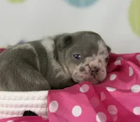 Stella- lilac Merle- 88/12 imported line dna ofa , a female Frenchton for sale in Canton, OH – 2 of 7
