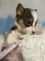 ACA Dixie natural bobtail Bluie fluffy carrier triple clear, a female Pembroke Welsh Corgi for sale in Canton, OH – 3 of 10