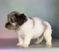 Grayson , a male Doxiepoo for sale in Canton, OH – Photo 5 of 6