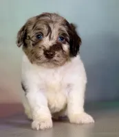 Grayson , a male Doxiepoo for sale in Canton, OH – Photo 1 of 6