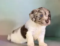 Grayson , a male Doxiepoo for sale in Canton, OH – Photo 4 of 6