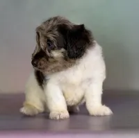 Grayson , a male Doxiepoo for sale in Canton, OH – Photo 2 of 6