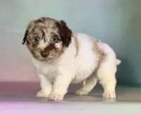 Grayson , a male Doxiepoo for sale in Canton, OH – Photo 6 of 6