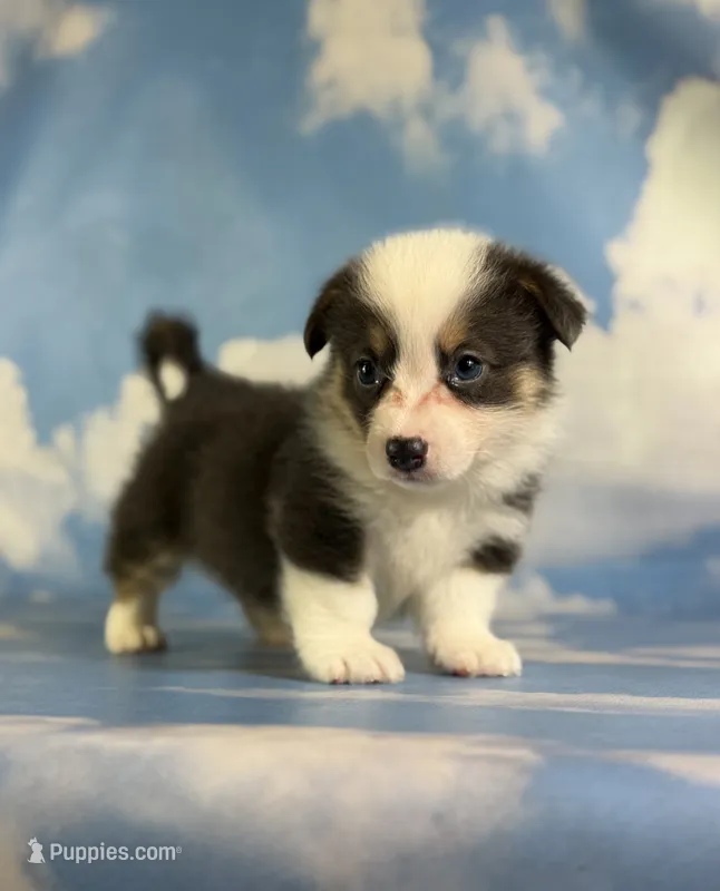 ACA Duke Bluie with full tail and fluffy carrier triple clear  – Pembroke Welsh Corgi puppy for sale in Canton, OH