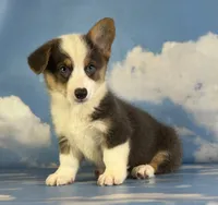ACA Duke Bluie with full tail and fluffy carrier triple clear , a male Pembroke Welsh Corgi for sale in Canton, OH – 9 of 9