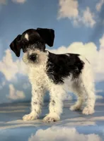 Phoenix, a female Schnoodle for sale in Canton, OH – 5 of 5