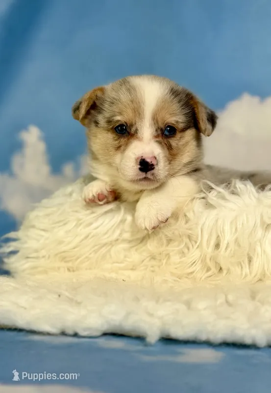 Aca Dozer Bluie Merle with full tail fluffy carrier triple clear – Pembroke Welsh Corgi puppy for sale in Canton, OH