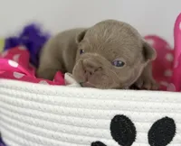 Lola- Isabella- 88/12 imported line dna ofa , a female Frenchton for sale in Canton, OH – 6 of 6
