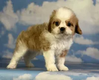 Chipotle, a male Cavapoo for sale in Canton, OH – 7 of 7