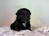 Panther, a male Schnoodle for sale in Canton, OH – 5 of 5