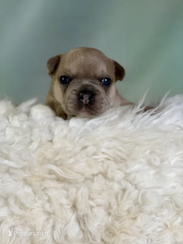 jango-DNA clear  – Frenchton puppy for sale in Canton, OH