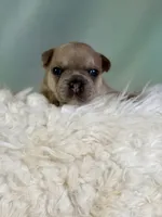 jango-DNA clear , a male Frenchton for sale in Canton, OH – 1 of 5