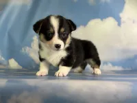 Aca Delilah Natural bobtail Bluie and fluffy carrier triple clear, a female Pembroke Welsh Corgi for sale in Canton, OH – 2 of 7
