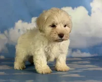 Parker, a male Schnoodle for sale in Canton, OH – 9 of 9