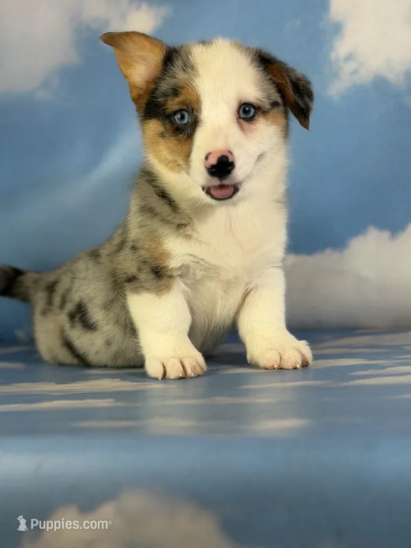 Aca diesel Merle with full tail fluffy bluie carrier triple clear – Pembroke Welsh Corgi puppy for sale in Canton, OH