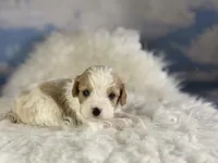 Chili, a male Cavapoo for sale in Canton, OH – Photo 6 of 7