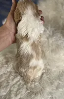 Chili, a male Cavapoo for sale in Canton, OH – Photo 4 of 7