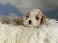 Chili, a male Cavapoo for sale in Canton, OH – Photo 5 of 7