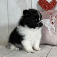 Panda, a male Pomeranian for sale in Canton, OH – Photo 5 of 8