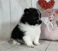 Panda, a male Pomeranian for sale in Canton, OH – Photo 2 of 5