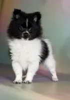 Panda, a male Pomeranian for sale in Canton, OH – Photo 1 of 8