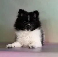 Panda, a male Pomeranian for sale in Canton, OH – Photo 7 of 8