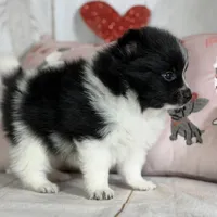Panda, a male Pomeranian for sale in Canton, OH – Photo 3 of 8
