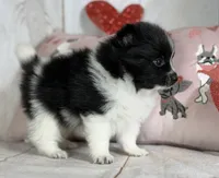 Panda, a male Pomeranian for sale in Canton, OH – Photo 3 of 5