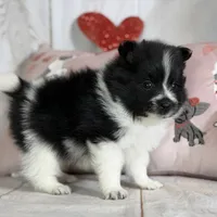 Panda, a male Pomeranian for sale in Canton, OH – Photo 4 of 8