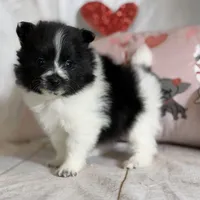 Panda, a male Pomeranian for sale in Canton, OH – Photo 2 of 8