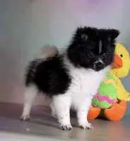 Panda, a male Pomeranian for sale in Canton, OH – Photo 8 of 8