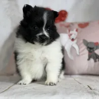 Panda, a male Pomeranian for sale in Canton, OH – Photo 6 of 8