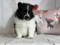 Panda, a male Pomeranian for sale in Canton, OH – Photo 5 of 5