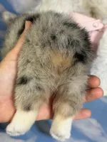 ACA Duncan natural bobtail Bluie and fully carrier triple clear, a male Pembroke Welsh Corgi for sale in Canton, OH – 6 of 8