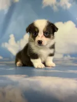 ACA Duke Bluie with full tail and fluffy carrier triple clear , a male Pembroke Welsh Corgi for sale in Canton, OH – 4 of 5