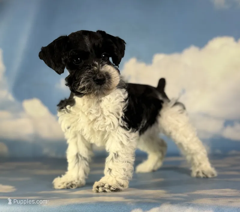 Pepper – Schnoodle puppy for sale in Canton, OH